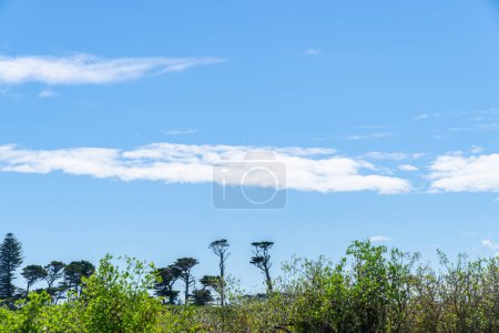 Paisaje con enfoque en árboles distantes formados y formados por vientos del sur de Taranaki más allá del seto de zarzamora.