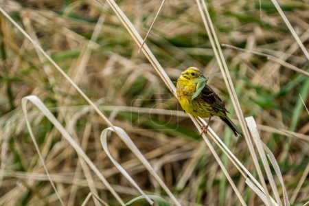 Yellowhammer pájaro en tallo de hierba con saltamontes captura en el pico.