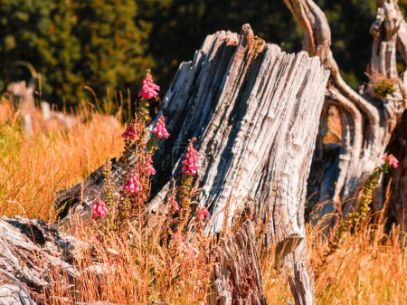 Photo for Foxgloves beside bleached old stump. in golden field. - Royalty Free Image