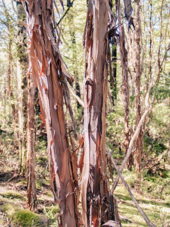 Manuka forest with peeling bark on trees in South Island New Zealand.