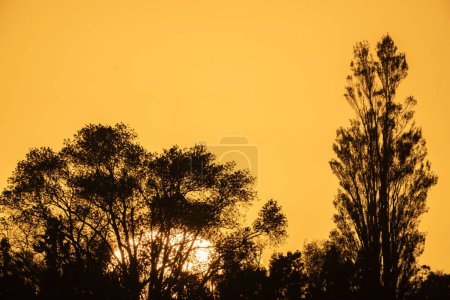 El sol sale detrás de los árboles en silueta y cielo dorado.