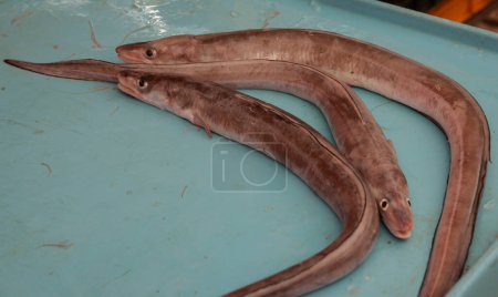 Three conger eel in tray in fish market in Split Croatia.