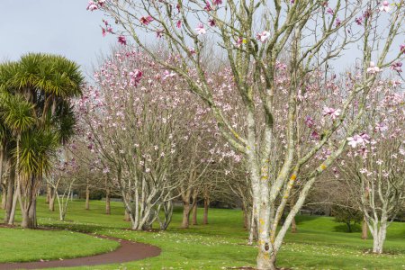 Path through green park lawn around cabbage tree and under pink blossom of magnolia grove in Auckland New Zealand.