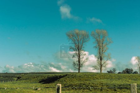 Retro oder verblasster Effekt ländliche Szene in Neuseeland mit zwei blattlosen Bäumen