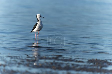 Pied stilt wading in shallows and searching for crab