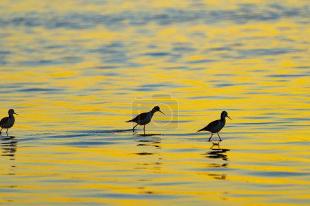Oiseaux pataugeoires en silhouette au lever du soleil teintes dorées et bleues.