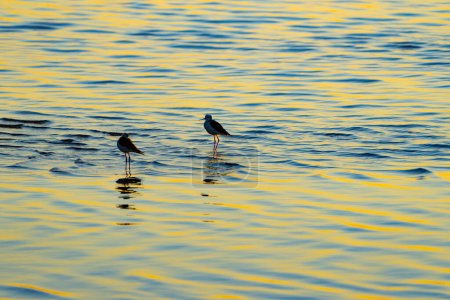 Oiseaux pataugeoires en silhouette au lever du soleil teintes dorées et bleues.