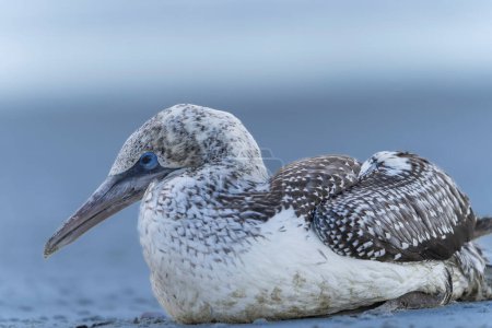 Photo for Juvenile Australasian gannet exhausted and sitting on Ruakaka beach - Royalty Free Image