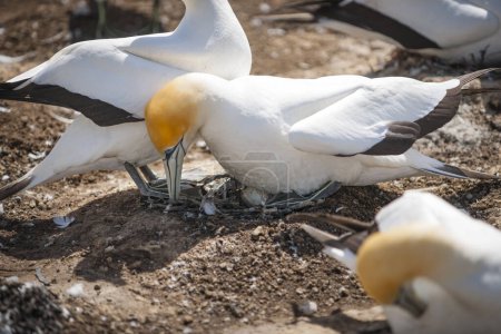 Téléchargez les photos : Oiseau adulte assis sur un œuf pendant la saison de nidification dans la colonie de Gannet Cape Kidnappers Nouvelle-Zélande. - en image libre de droit