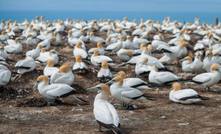 Gannet colony on top Cape Kidnappers cliffs New Zealand.1
