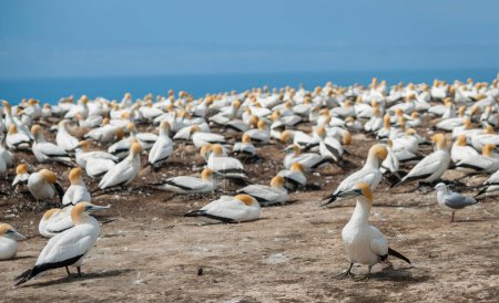 Gannet colony on top Cape Kidnappers cliffs New Zealand.1