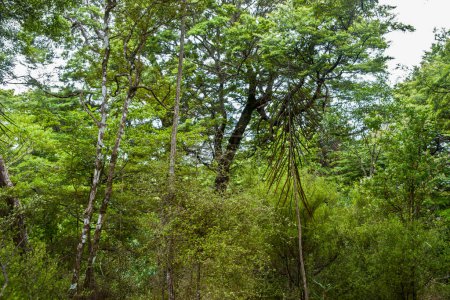 Feuillage forestier vert de Nouvelle-Zélande.