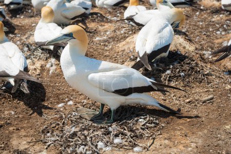 Gannet colony in nesting season at Cape Kidnappers  New Zealand.