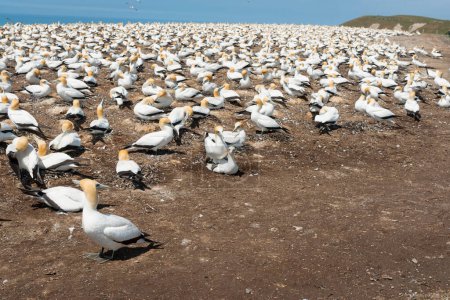 Gannet colonie en saison de nidification au Cap Kidnappers Nouvelle-Zélande.