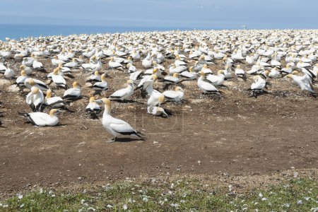 Gannet colony in nesting season at Cape Kidnappers  New Zealand.