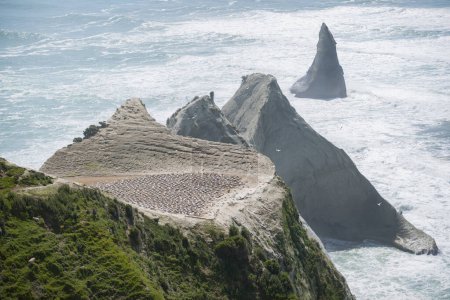 Gannet colony on headland of Cape Kidnappers New Zealand.
