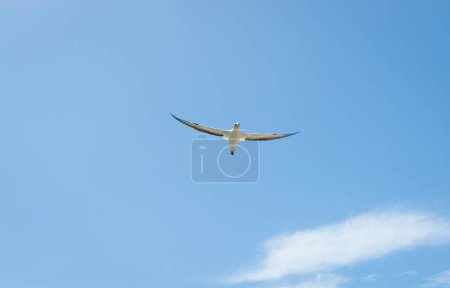 Gannet flying towards against blue sky at Cape Kidnappers, New zealand.