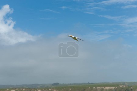 Gannet en vol au-dessus de la colonie de Gannet Cape Kidnappers, Nouvelle-Zélande.