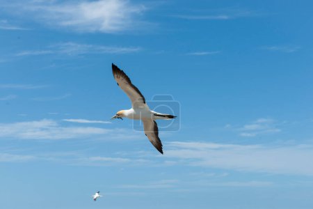 Gannet en vol transportant du matériel de nidification dans son bec au-dessus de la colonie de Gannet Cape Kidnappers, Nouvelle-Zélande.