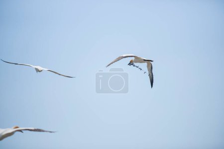 Gannets in flight with  one carrying nesting seaweed over colony Cape Kidnappers at colony New Zealand.