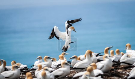 Photo for Gannet landing with wings up and feet down at Gannet colony Cape Kidnappers New Zealand. - Royalty Free Image