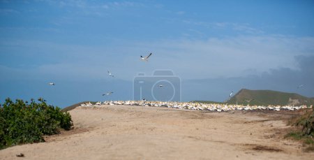 Photo for Gannet nesting colony at Cape Kidnappers New Zealand. - Royalty Free Image