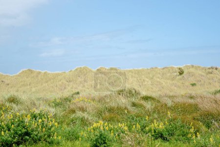 Dune vegetation of lupins reeds nd grass on Wairarapa coast.