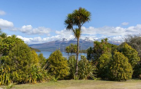 Árbol de repollo alto de Nueva Zelanda de pie entre otros árboles con fondo de lago y montaña nevada