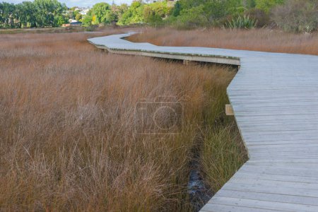 Wetland walkway leading away through wetland reeds.