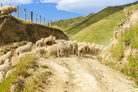 Les moutons remontent la piste de ferme poussiéreuse en Nouvelle-Zélande,