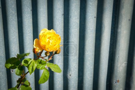 Kontrast leuchtend gelber Rose wächst gegen rustikale Wellblechwand