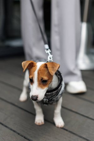 Woman walking Jack Russell Terrier dog, dressed in suit for dog. Stylish dog in walking