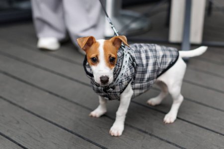 Foto de Mujer paseando a Jack Russell Terrier perro, vestido de traje para perro. Elegante perro paseando - Imagen libre de derechos
