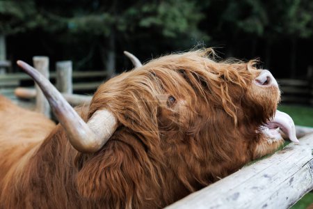 Photo for Scottish Highland Bull in farm.The Highland is a Scottish breed of rustic cattle. It originated in the Scottish Highlands and the Outer Hebrides islands of Scotland and has long horns and a long shaggy coat - Royalty Free Image