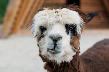 Photo for An inquisitive alpaca posing for a photo. Funny looking alpaca at farm - Royalty Free Image