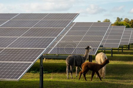 Animaux broutant entre panneaux solaires, production d'énergie photovoltaïque renouvelable combinée à l'agriculture