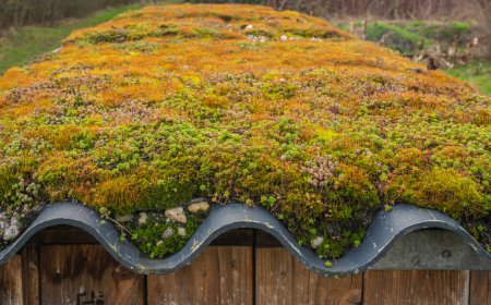 Foto de Detail of green, living roof with moss, selective focus - Imagen libre de derechos