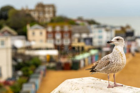 Photo for Seagull on the background of Viking bay at coastal town Broadstairs in Kent County. Selective focus - Royalty Free Image