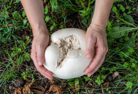 Téléchargez les photos : Calvatia gigantea, communément appelé le champignon bouffon géant, dans les mains - en image libre de droit