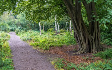 Téléchargez les photos : Thijssepark à l'automne, un site patrimonial national des Pays-Bas situé à Amstelveen, en bordure de la forêt Amsterdamse Bos - en image libre de droit