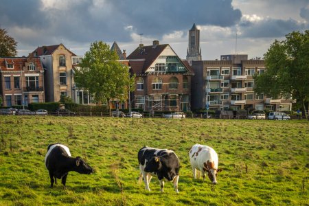 Photo for Skyline of Arnhem, Province Gelderland, The Netherlands. Tower of St. Eusebius church and grazing cows seen from the park Sonsbeek - Royalty Free Image