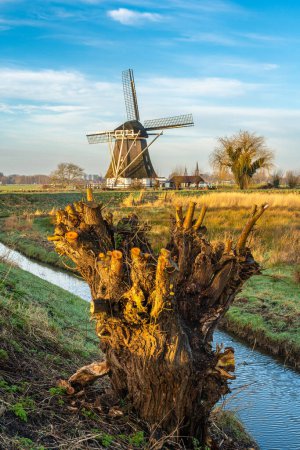 Scenery with an old willow tree and a traditional dutch windmill in the village of Abcoude on a sunny winter day