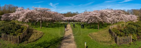 Téléchargez les photos : Amstelveen, Pays-Bas, 14.03.2024, Les touristes admirant les cerisiers en fleurs au Bloesempark situé à la limite sud d'Amsterdam - en image libre de droit