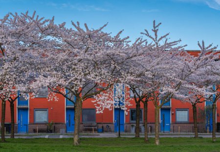 Photo for Regenboogbuurt neighbourhood in  the city of Almere, view of blooming cherry trees - Royalty Free Image