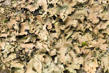 Foto de Umbilicaria mammulata.  Smooth rock tripe on a rock near Whitetop Mountain in South-west Virginia. An edible folios lichen found on rocks in higher elevations with pure air quality. - Imagen libre de derechos