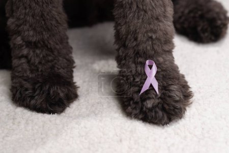 Cancer awareness ribbon on a black furry paw to show support for veterinary medicine cancers. 