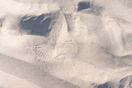 Photo for Background, coastal.  Animal tracks in the sand. patterns, footprints. - Royalty Free Image