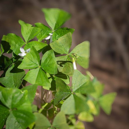Photo for Close up of green shamrock leaf with water drops, selective focus. - Royalty Free Image