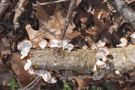 Turkey tail mushrooms on a fallen tree branch on the forest floor.