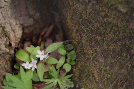 Cluster of white with pink stripes, Spring Beauty wildflowers growing near moss covered rock in a woodland.